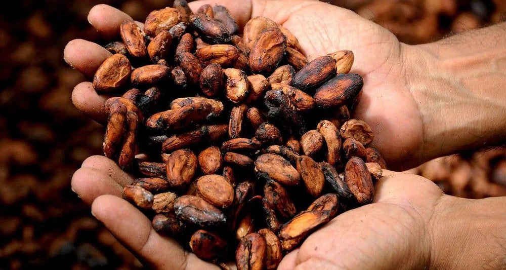 CROUSTILLES DE FÈVES DE CACAO ENROBÉ